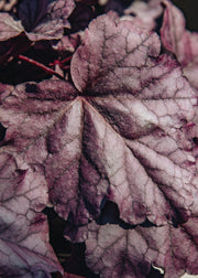Heuchera Heuchera 'Pink Panther', 2L