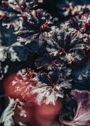 Heuchera Heuchera Timeless Night, 2/3L 