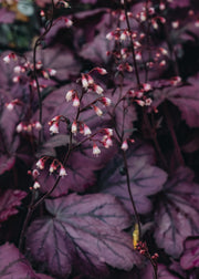 Heuchera Wild Rose