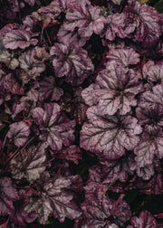 Heuchera Heuchera Wildberry, 2/3L
