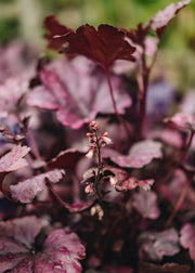 Heuchera Heuchera Wildberry, 2/3L