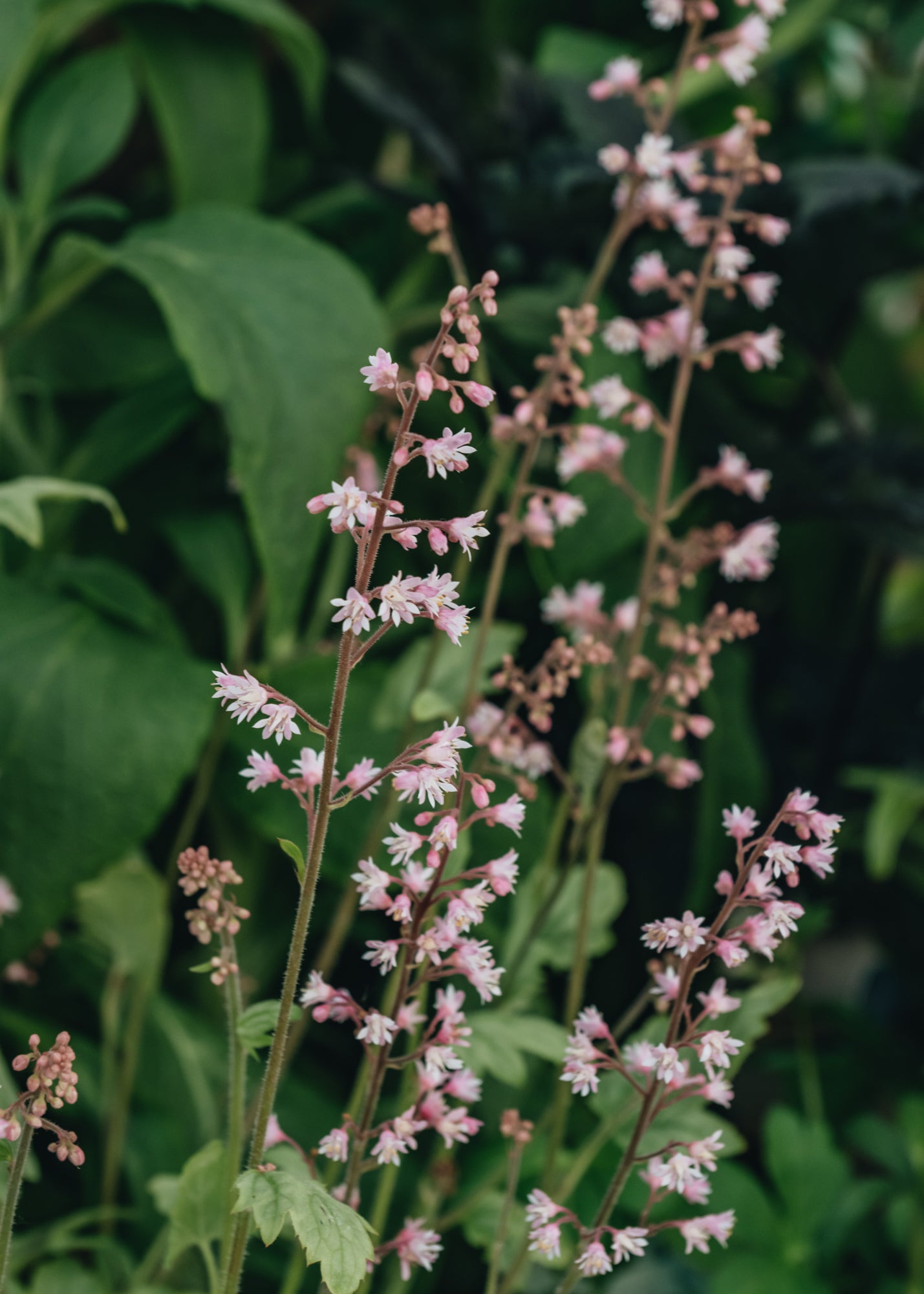 Heucherella Pink Fizz