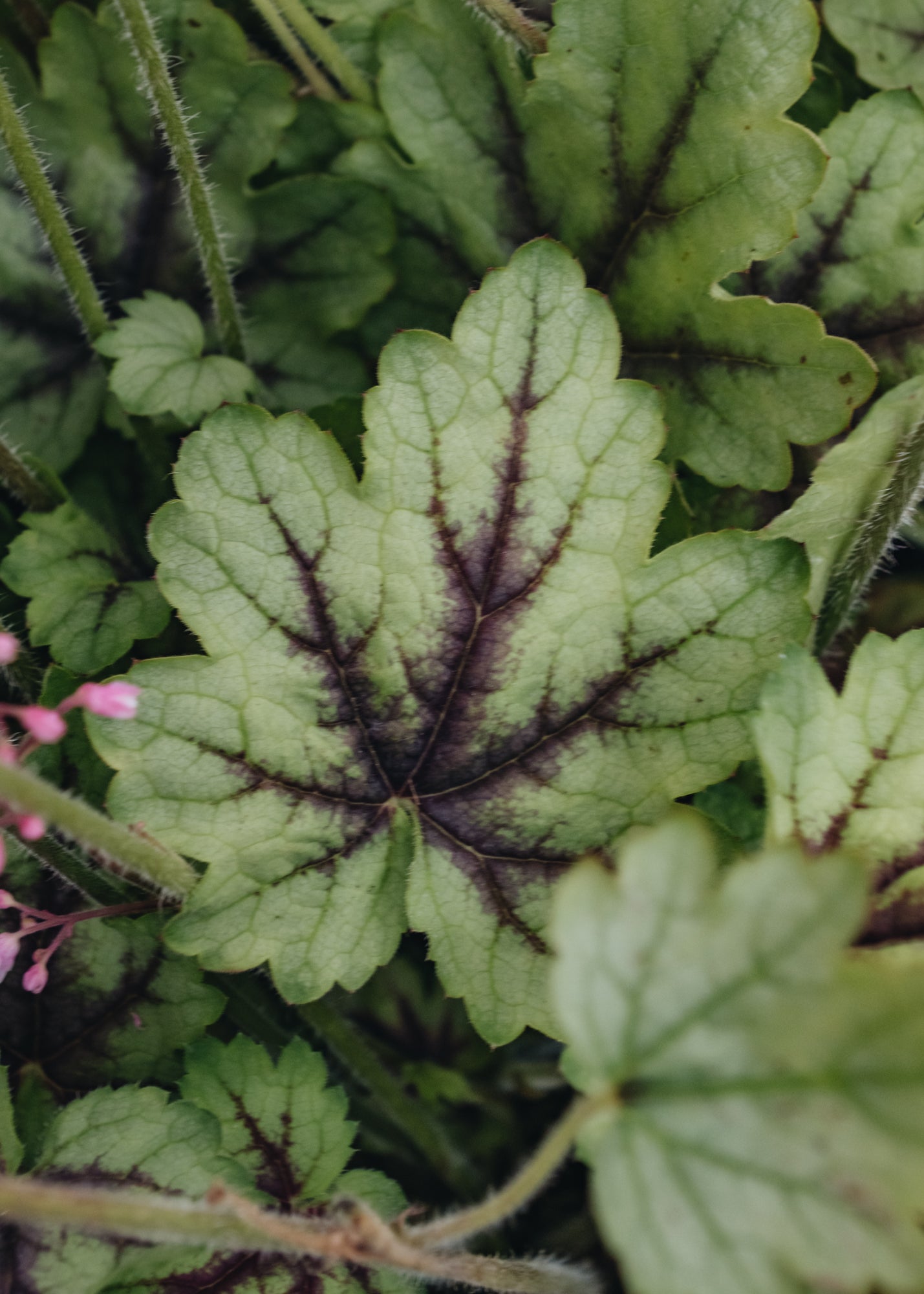 Heucherella Pink Fizz