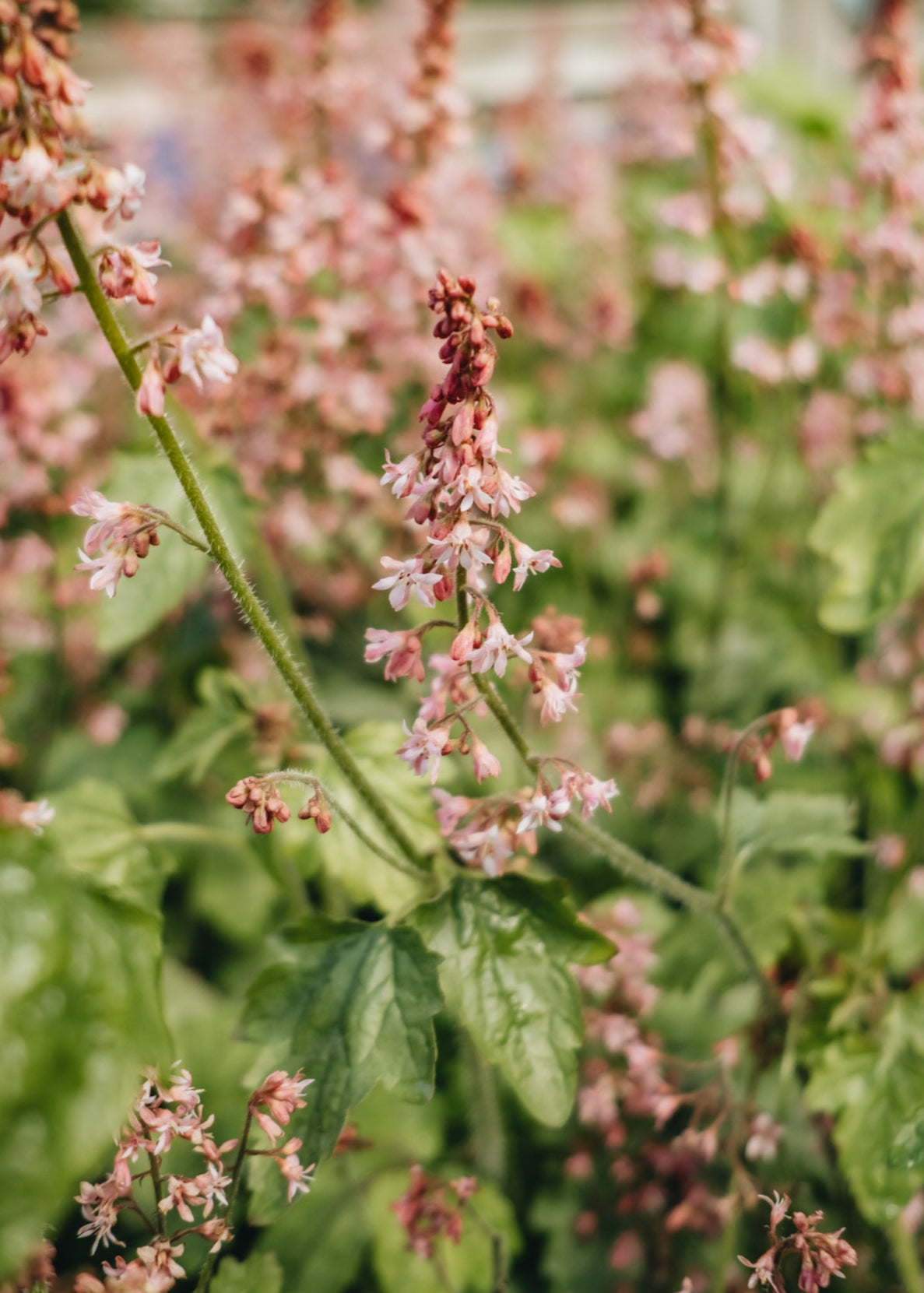 Altico Heucherella Pink Revolution, 2/3L