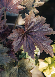 Heuchera Heuchera ‘Copper Dinosaur’, 2L