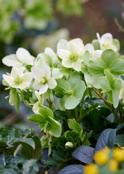 The Spring Garden