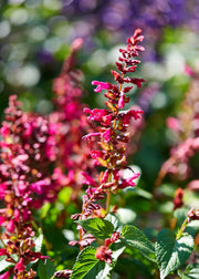 Tessitura Toscana Telerie Salvia ‘Salgoon Lake Flamingo’, 2L 