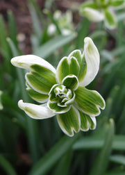 Taylors Bulbs Galanthus 'Hippolyta' Bulbs