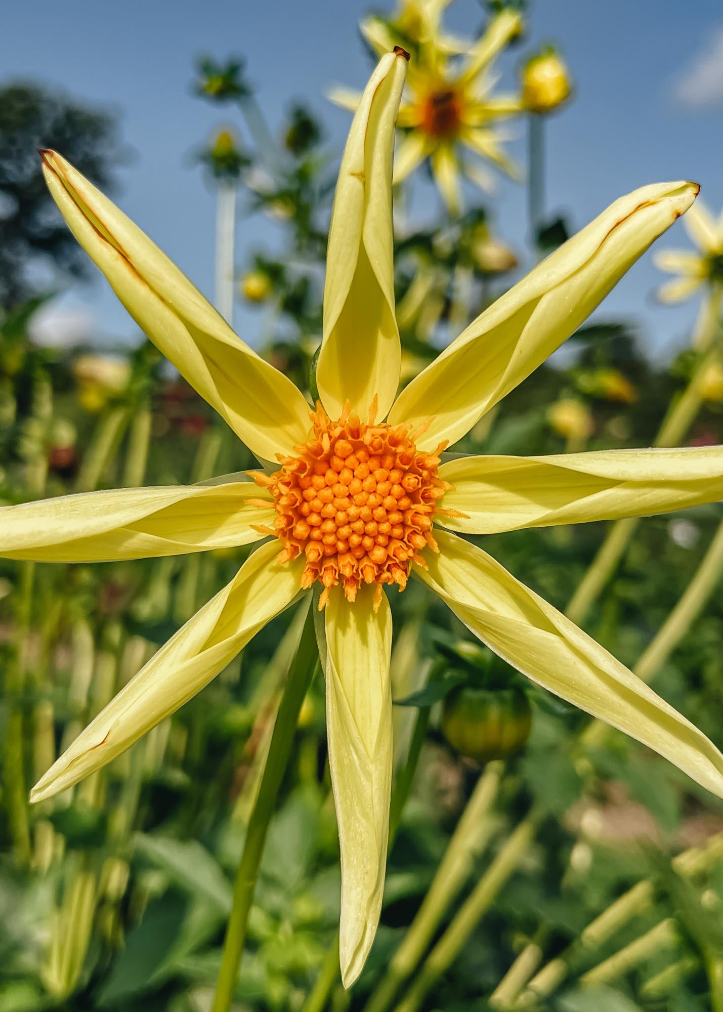 Taylors Bulbs Dahlia 'Honka' Tuber, pack of one tuber