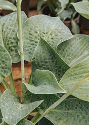 Hosta Big Mama, 3L 