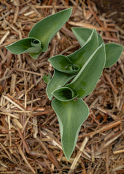 Hosta 'Blue Mouse Ears', 1L