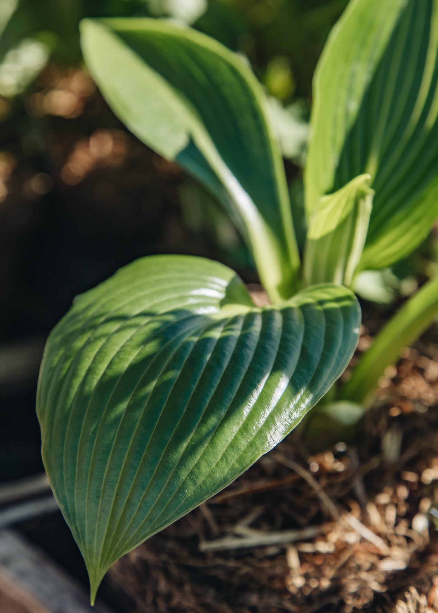 Hosta 'Devon Green', 1L – Burford Garden Co.