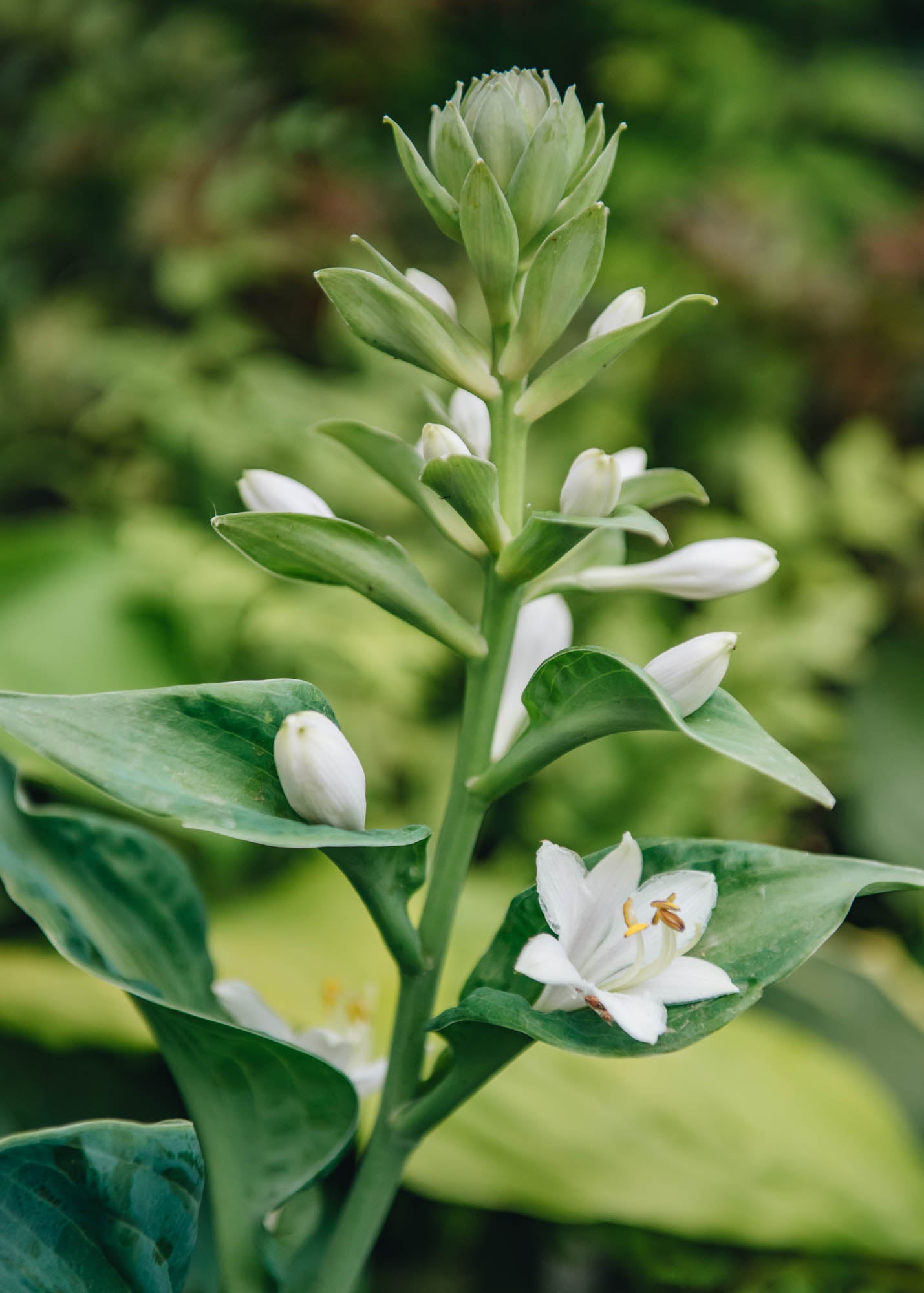 Hosta elegans 2L