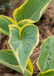 Hosta 'First Frost', 1L