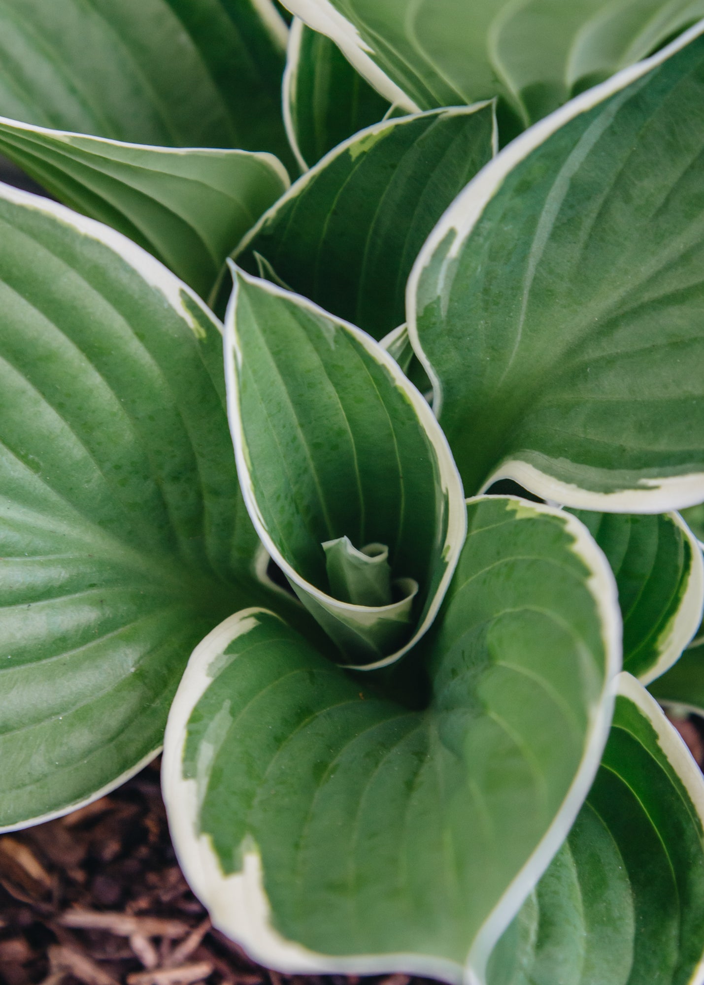 Hosta Hosta Francee, 2/3L 