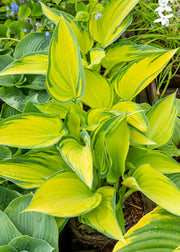 Hosta 'June', 1L