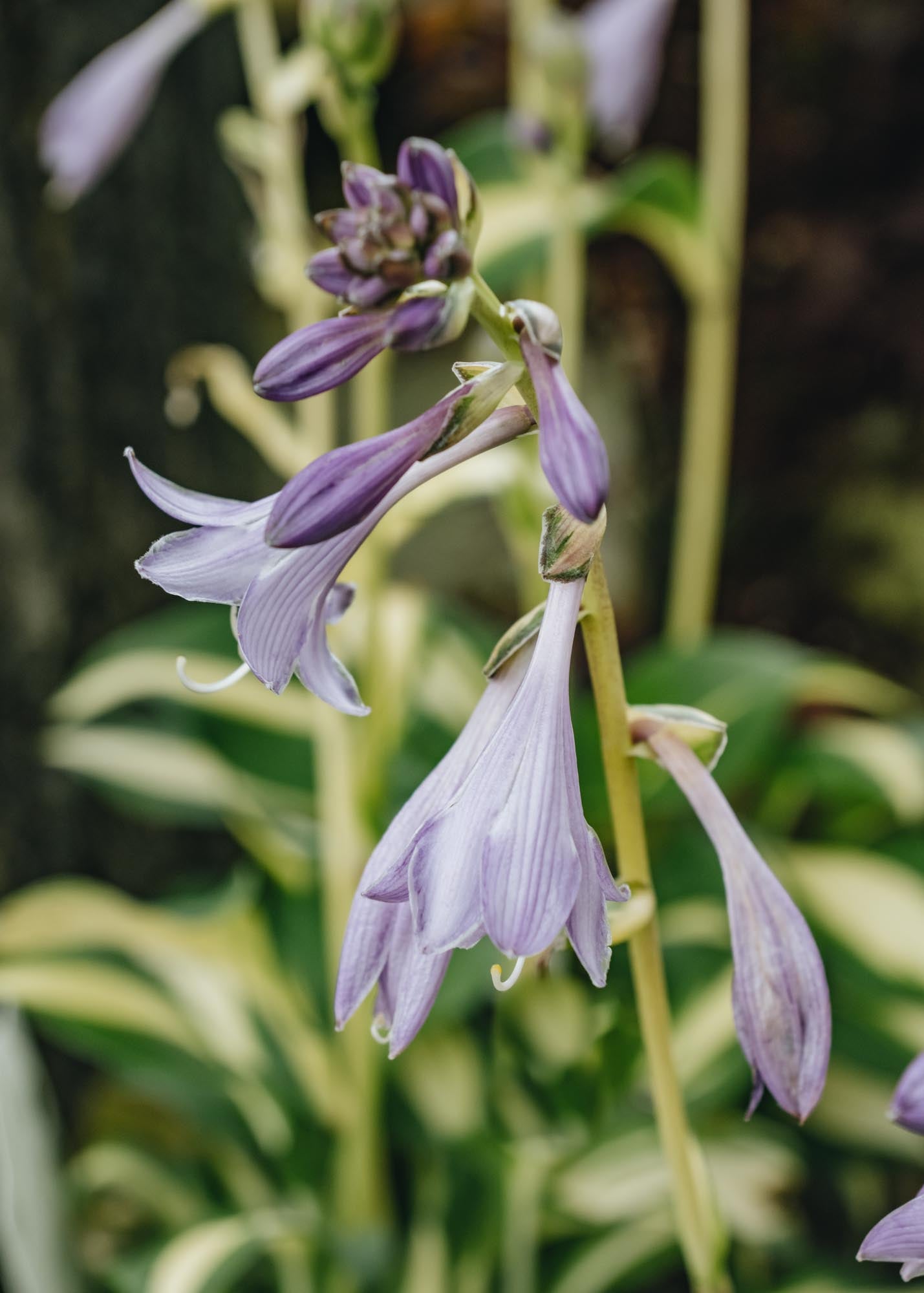 Echinacea Hosta Lakeside Spellbinder