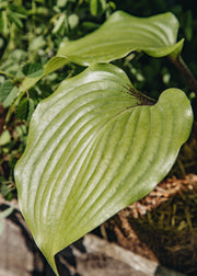 Hairy Pot Hosta 'One Man's Treasure', 1L