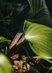 Hairy Pot Hosta 'One Man's Treasure', 1L
