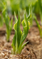 Hosta 'Praying Hands', 1L