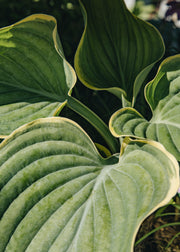 Hosta 'Sagae', 1L