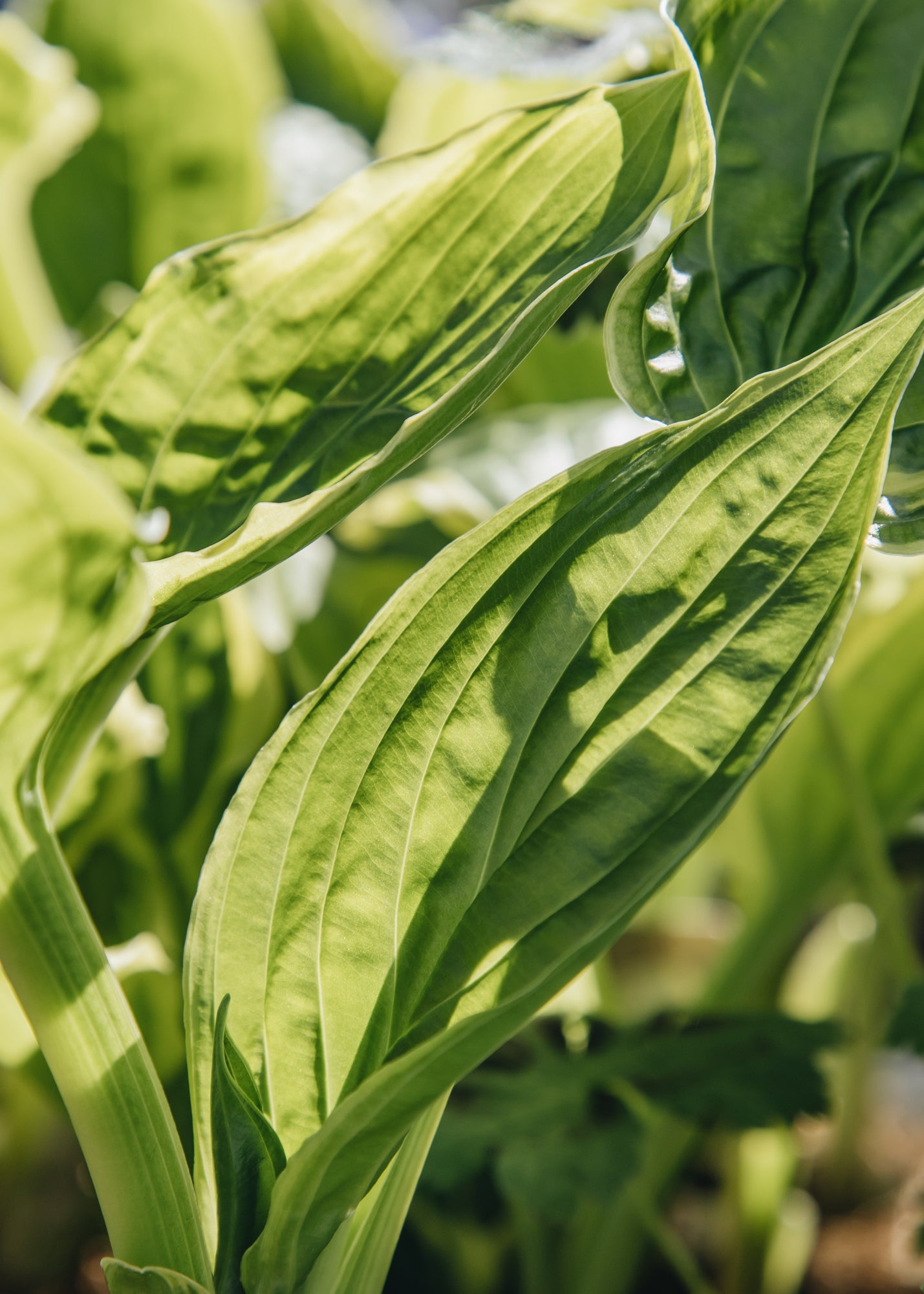 Hosta 'So Sweet', 1L – Burford Garden Co.
