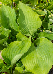 Hosta 'Sum And Substance', 1L