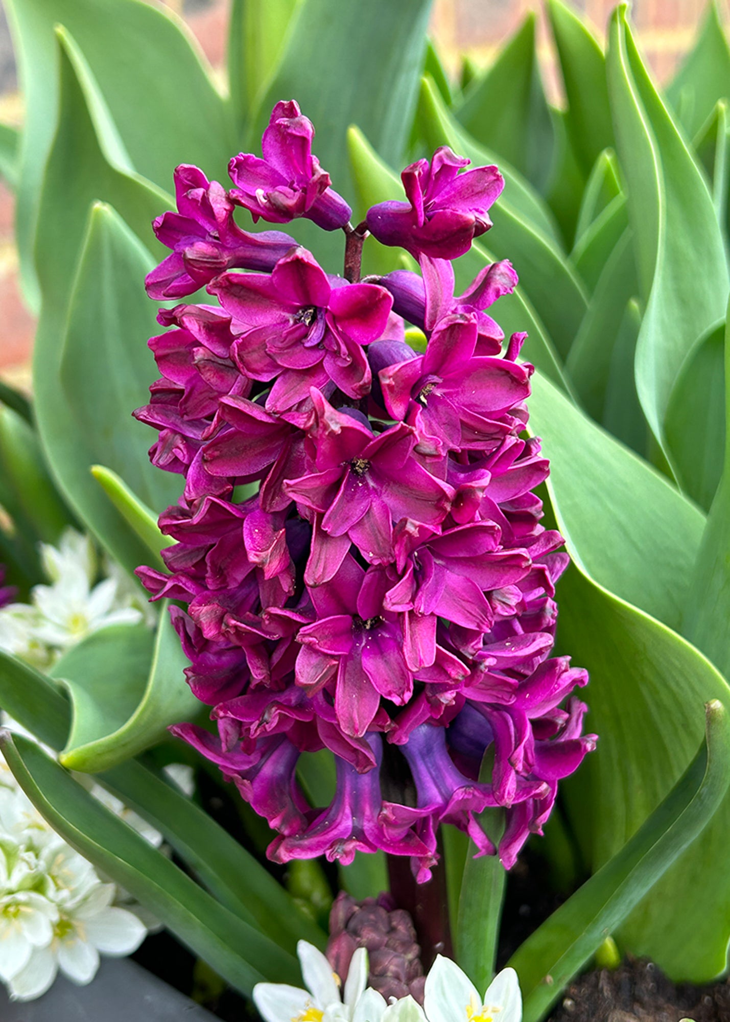 Hyacinthus Woodstock pack of 5 Bulbs