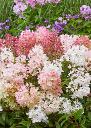 Hydrangea Hydrangea paniculata 'Groundbreaker® Blush', 12L