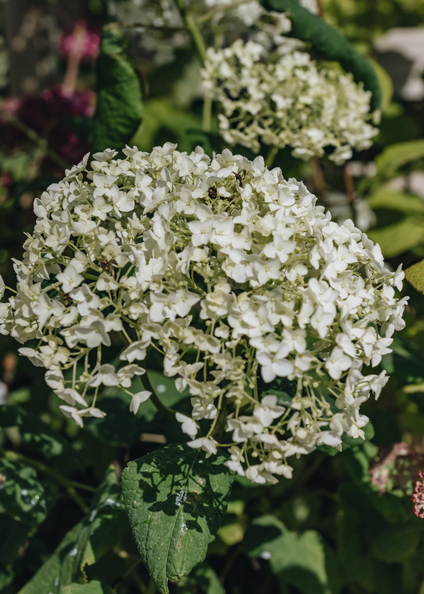 Hydrangea arborescens Annabelle