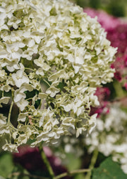 Hydrangea arborescens Annabelle