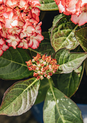 Hydrangea Hydrangea macrophylla 'Beauty of Boskoop', 5L