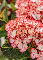 Hydrangea Hydrangea macrophylla 'Beauty of Boskoop', 5L