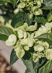 Hydrangea Hydrangea ‘Fairytrail Green’, 5L
