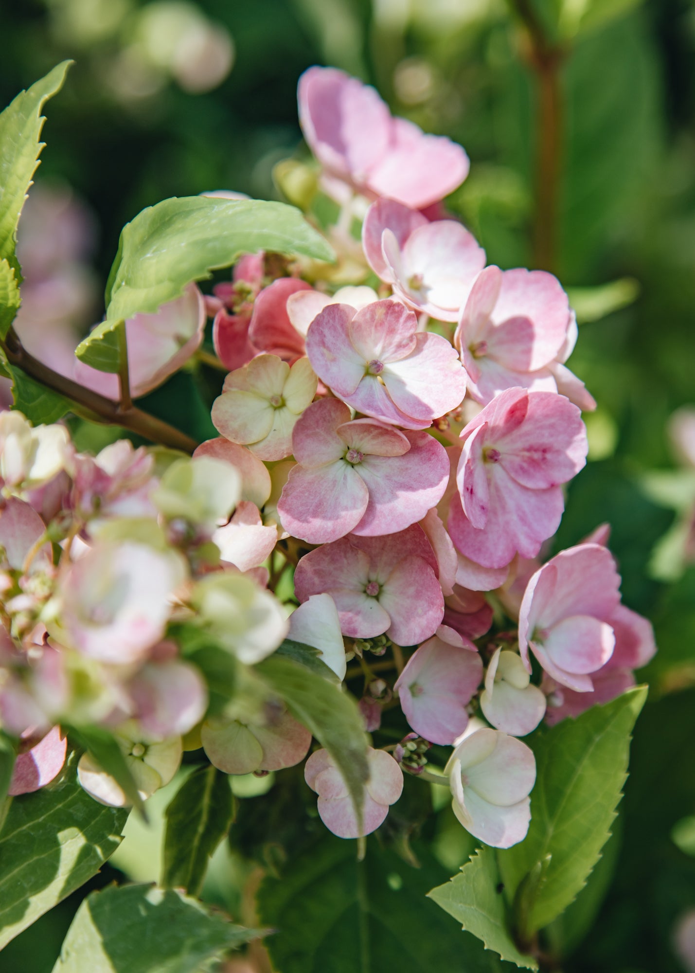 Hydrangea French Bolero Pink, 6L