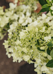 Hydrangea Hydrangea paniculata 'Groundbreaker® Blush', 12L