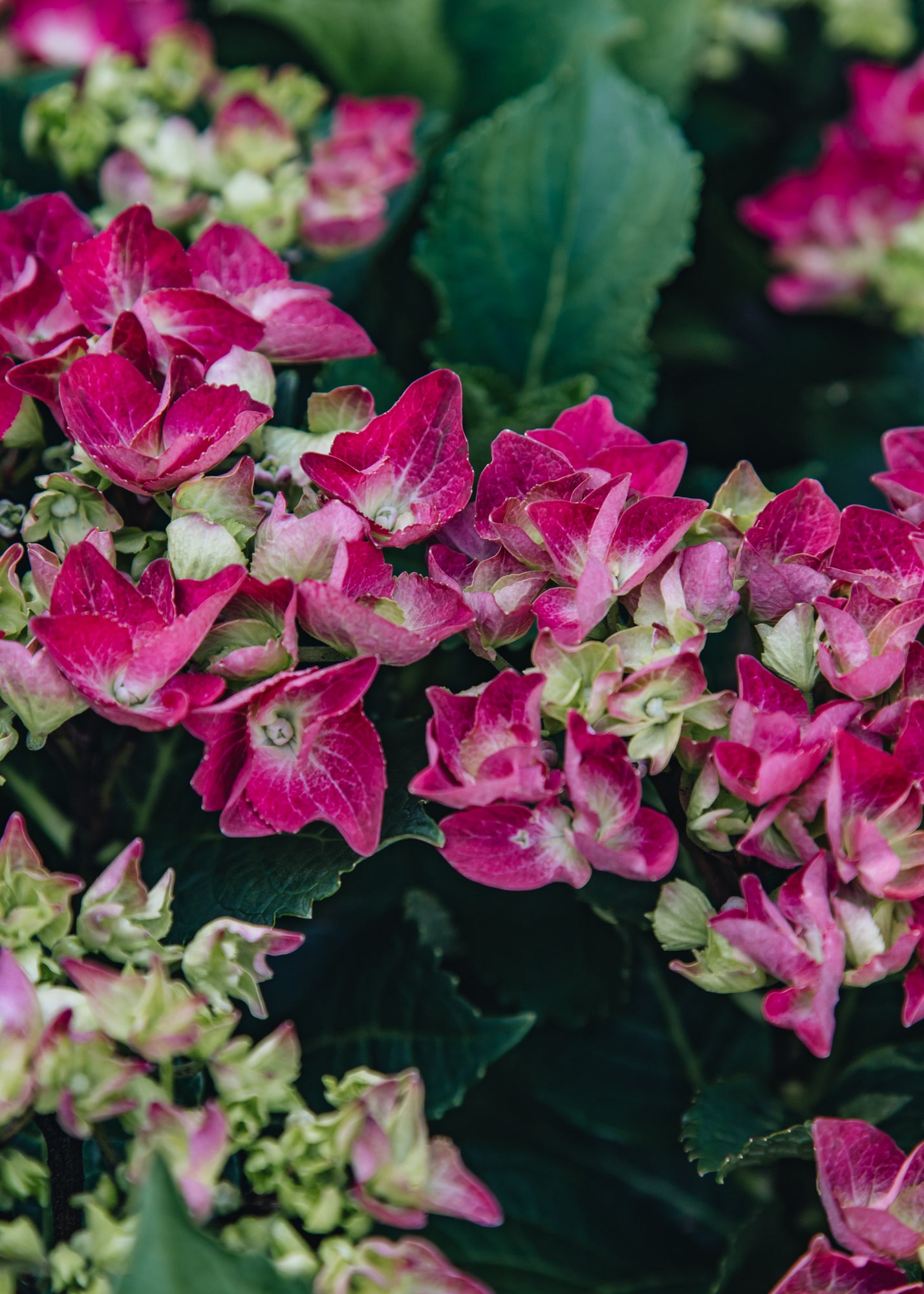 Hosta Hydrangea macrophylla Hot Red Purple, 3L