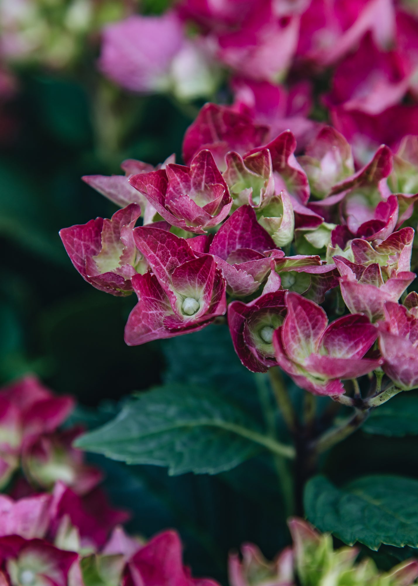 Hydrangea Hydrangea macrophylla Hot Red Purple, 3L