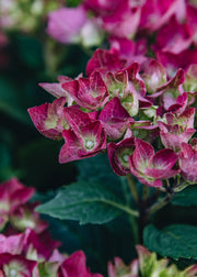Hydrangea Hydrangea macrophylla Hot Red Purple, 3L