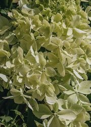 Hydrangea Hydrangea paniculata Phantom AGM, 3L