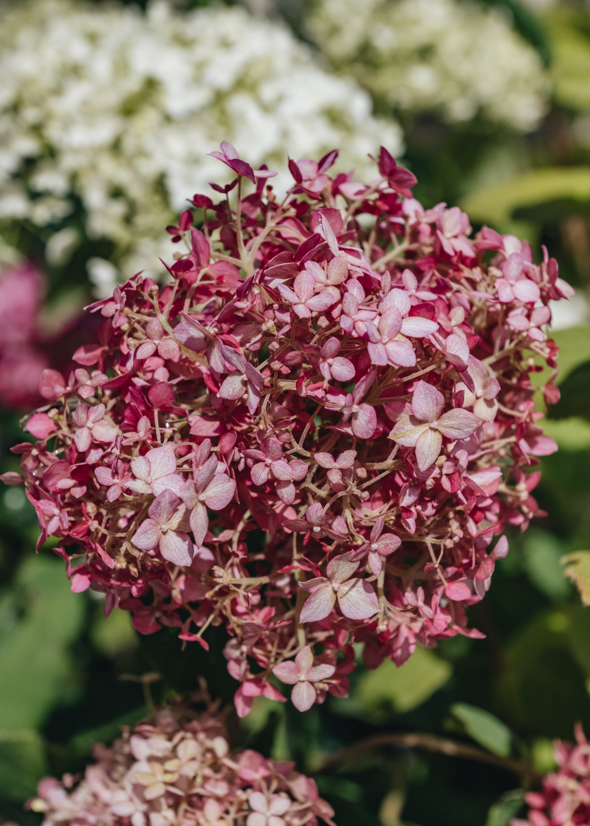 Hydrangea Colorado Hydrangea Pink Annabelle | Burford Garden Co.