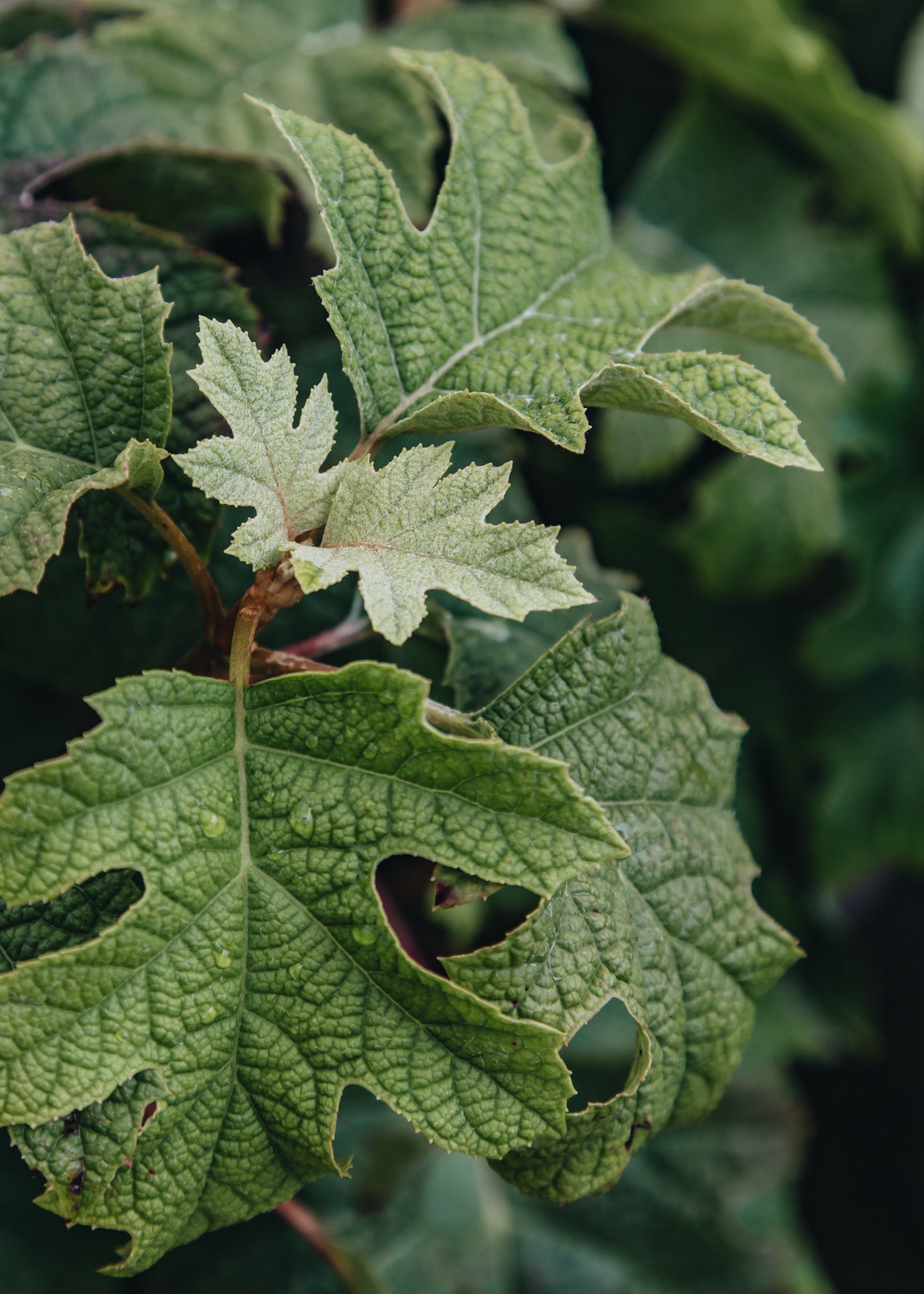 Hydrangea Hydrangea Quercifolia Jet Stream, 3L
