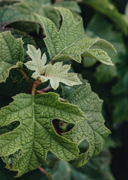Hydrangea Hydrangea Quercifolia Jet Stream, 3L