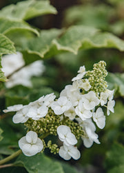 Hydrangea Hydrangea Quercifolia Jet Stream, 3L