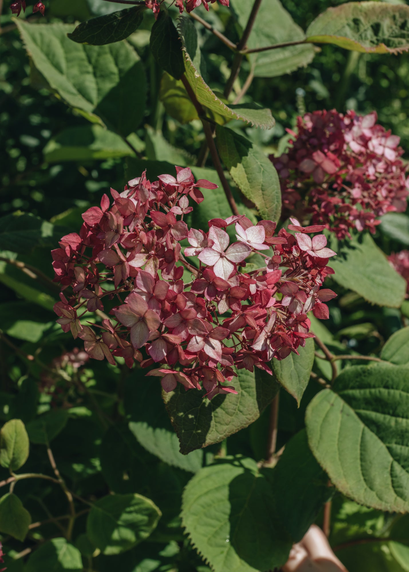 Hydrangea arborescens Ruby Annabelle