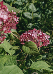 Hydrangea Hydrangea arborescens Ruby Annabelle
