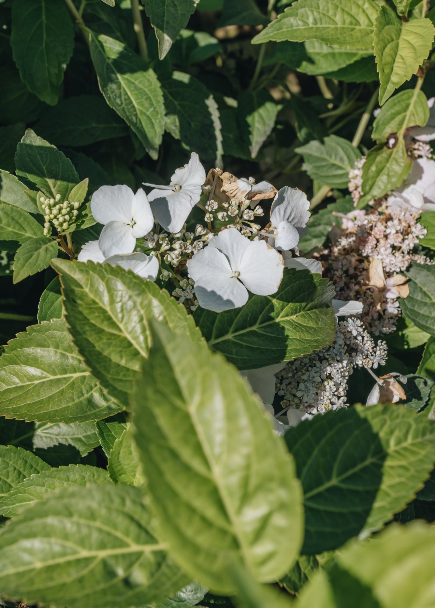 Hydrangea Hydrangea Runaway Bride, 7L