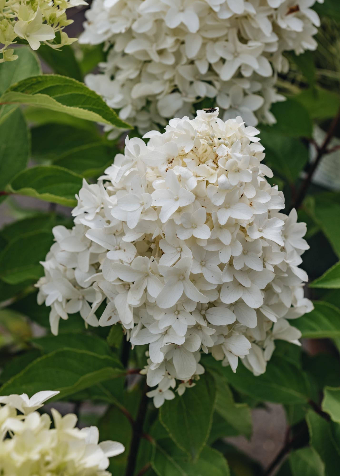 Hydrangea Colorado Hydrangea paniculata Skyfall Frenne, 3L – Burford Garden Co.