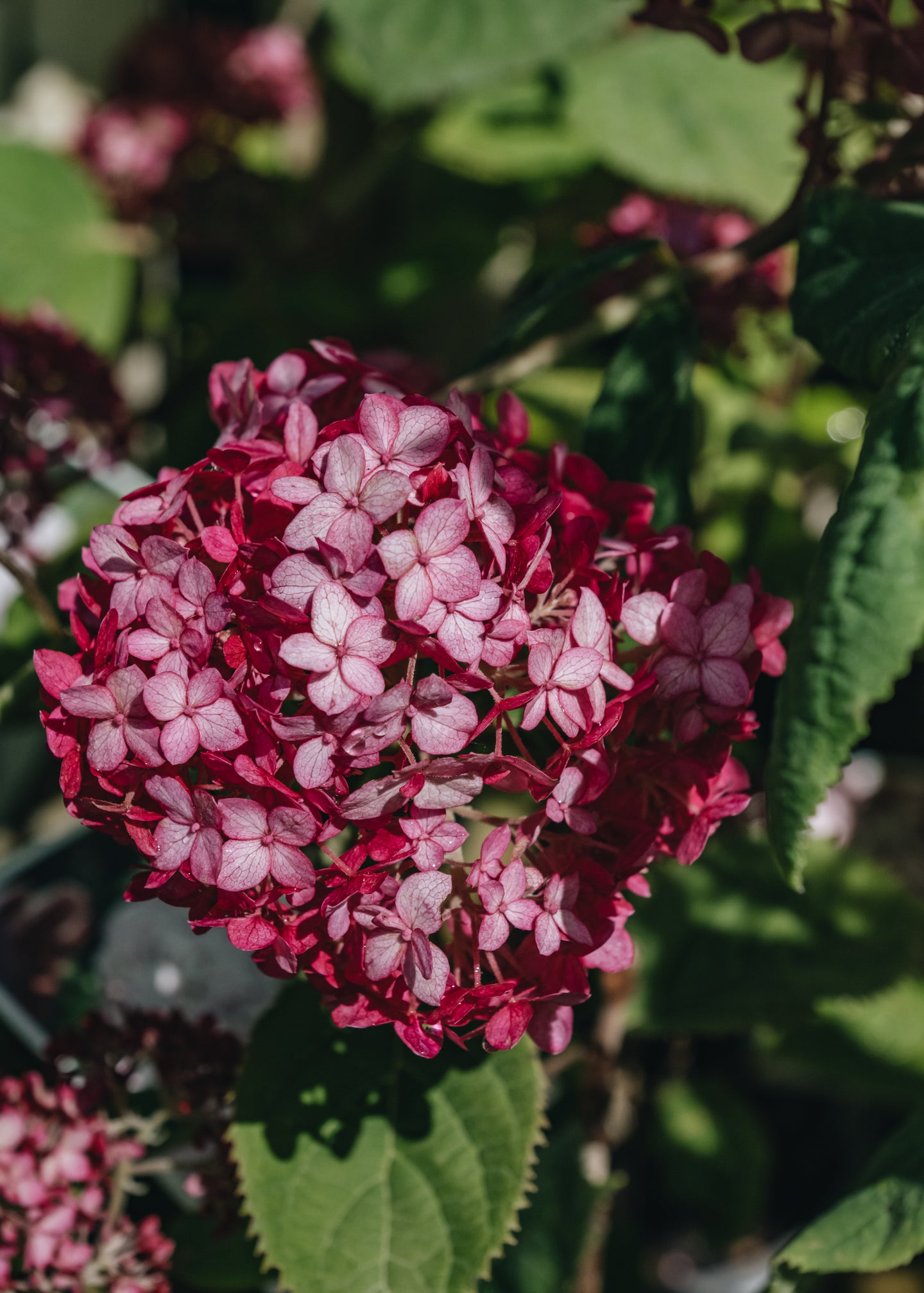 Hydrangea Hydrangea Sweet Annabelle, 5L