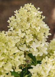 Hydrangea Hydrangea paniculata 'White Light', 5L
